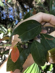 Cryptocarya triplinervis triplinervis