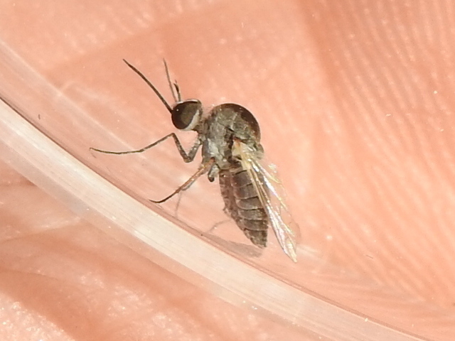 Geron prosopidis