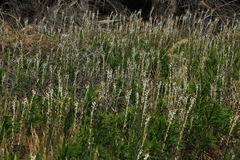 Boechera stricta