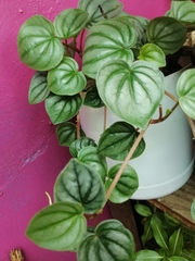 Peperomia argyreia
