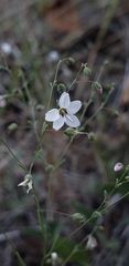 Hesperolinon spergulinum