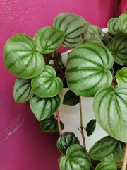 Peperomia argyreia