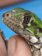 Iguana iguana melanoderma