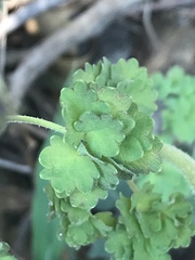Thalictrum hernandezii