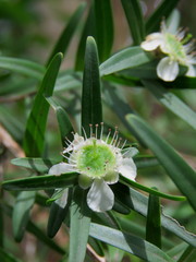 Leptospermum petersonii