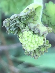 Thalictrum hernandezii