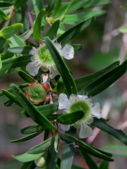 Leptospermum petersonii