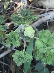 Thalictrum hernandezii