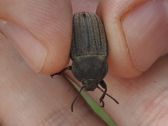Eleodes tricostata