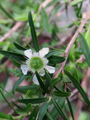 Leptospermum petersonii