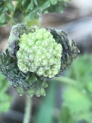 Thalictrum hernandezii