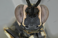 Orgichneumon calcatorius