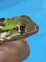 Iguana iguana melanoderma