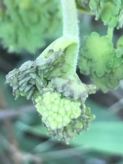 Thalictrum hernandezii