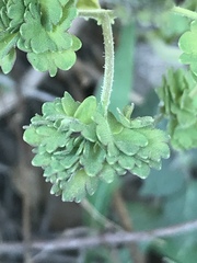 Thalictrum hernandezii