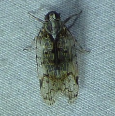 Melanoliarus placitus