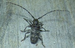 Ecyrus dasycerus