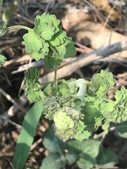 Thalictrum hernandezii