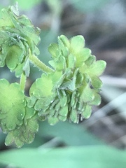 Thalictrum hernandezii