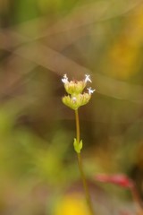Plectritis macrocera