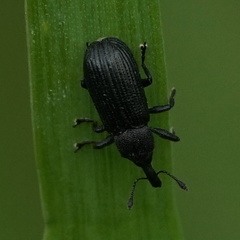 Mesoptiliinae