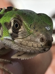 Iguana iguana melanoderma