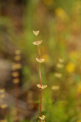 Plectritis macrocera