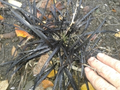 Ophiopogon planiscapus