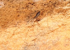 Smeringopus natalensis