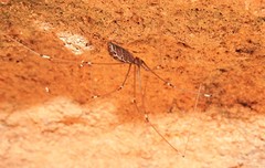 Smeringopus natalensis