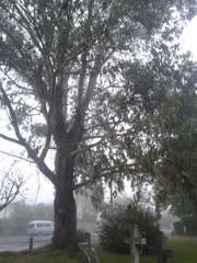 Eucalyptus delegatensis