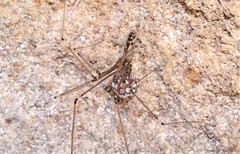 Smeringopus natalensis