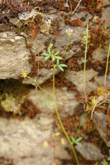 Trifolium oliganthum