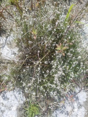 Rhynchospora colorata image