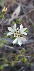 Calycadenia