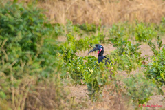 Bucorvus abyssinicus