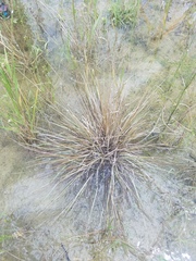 Eragrostis elliottii