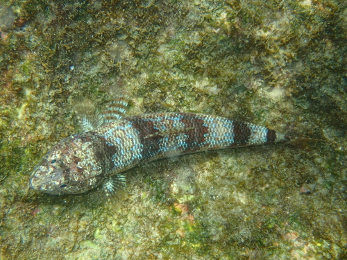 Synodus lacertinus