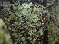 Pannaria xanthomelana