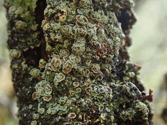 Pannaria xanthomelana