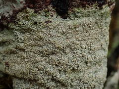 Coccotrema cucurbitula