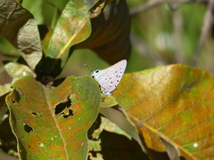 Pseudolycaena marsyas