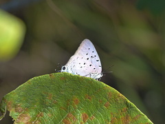 Pseudolycaena marsyas