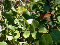 Pseudolycaena marsyas