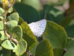 Pseudolycaena marsyas