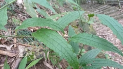 Smilax riparia