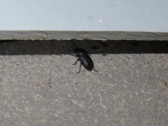 Asiopus minimus