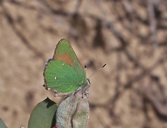 Callophrys dumetorum