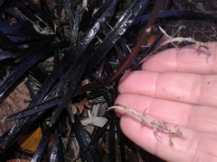 Ophiopogon planiscapus