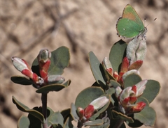 Callophrys dumetorum